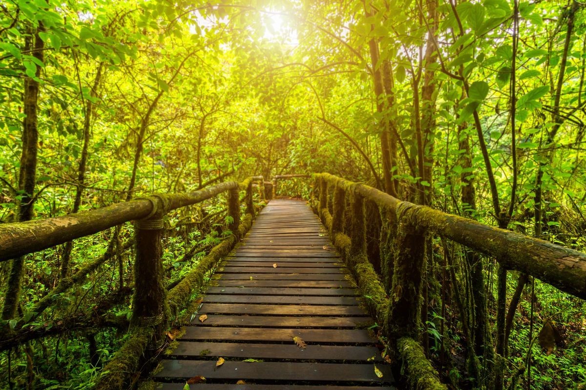 Wooden bridge covered in moss surrounded by lush green forest and sunlight filtering through the trees.