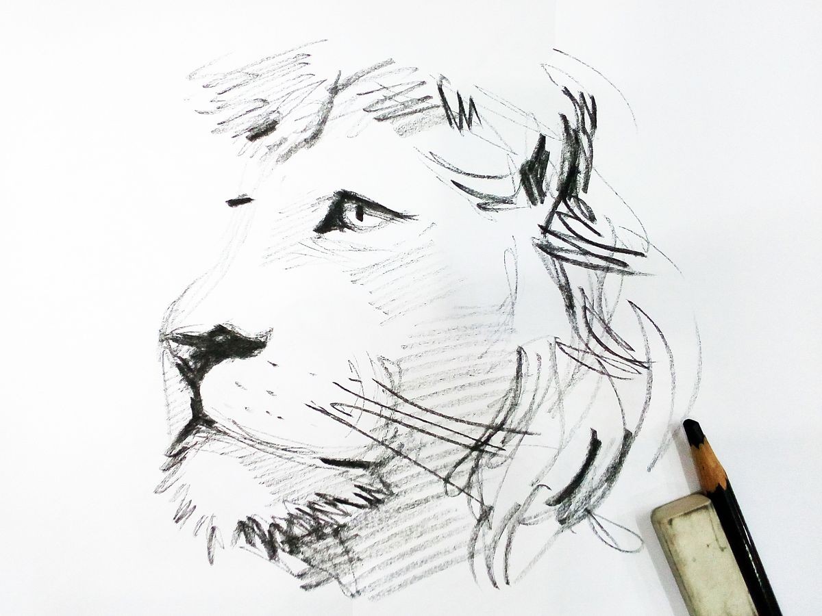 Art  Drawing sketch the lion,  sketch , stroke drawing