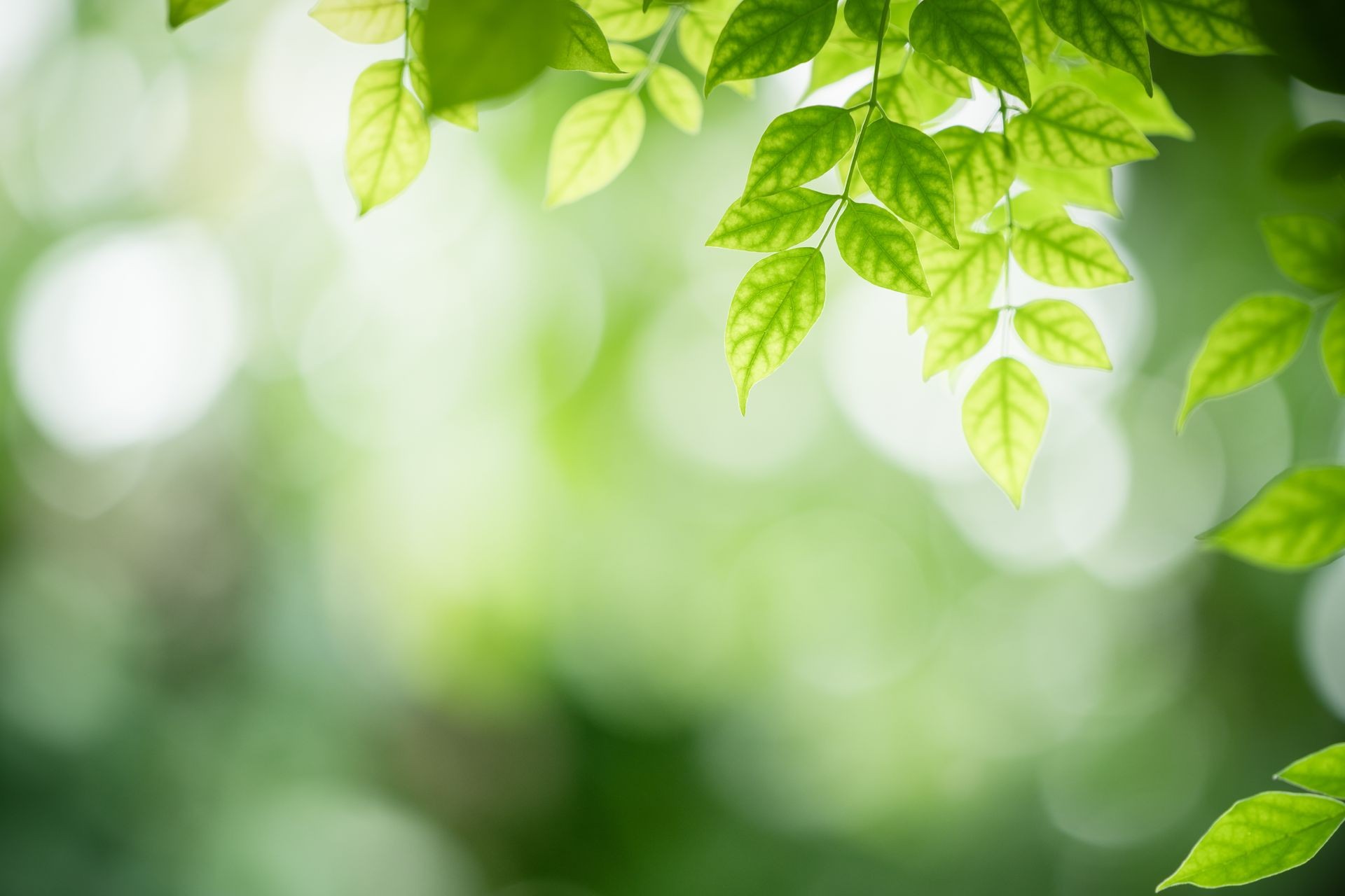 Nature of green leaf in garden at summer. Natural green leaves plants using as spring background cover page environment ecology or greenery wallpaper