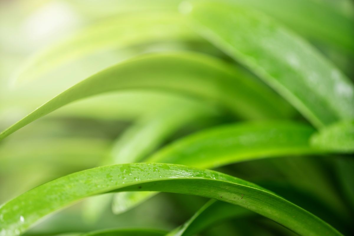 Closeup green leaf with nature background in garden with sunlight