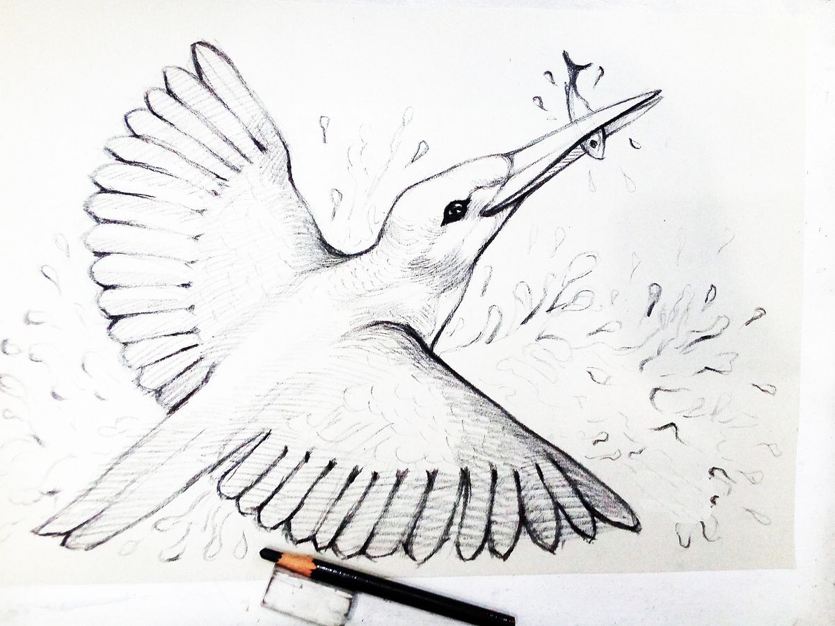 Art  Drawing  Bird fly fast ,  sketch , stroke drawing