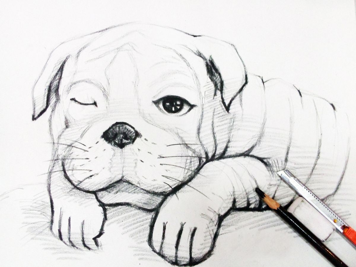 Art - Drawing Bulldog sleeps ,  sketch , stroke drawing